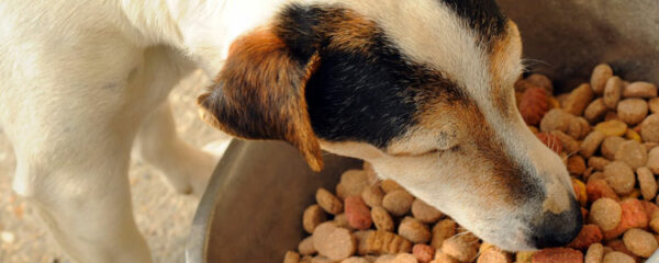 Croquette chien