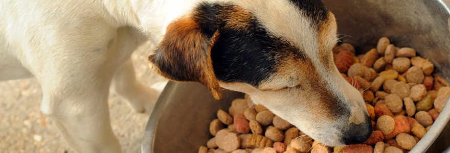 Croquette chien