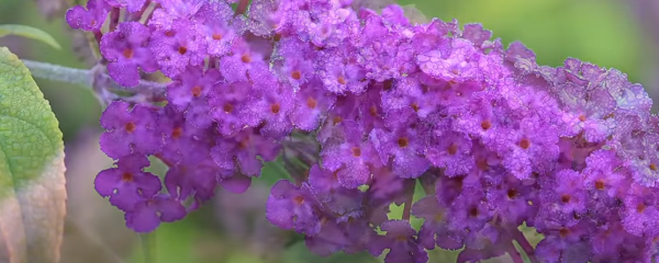 Fleur d'arbres à papillons buddleia davidii