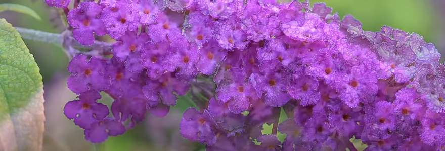 Fleur d'arbres à papillons buddleia davidii