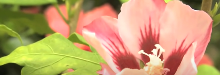 Fleur d'hibiscus rose